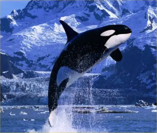 10 Interesting Killer Whale Facts | My Interesting Facts