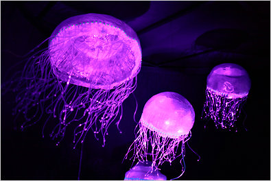 10 Interesting Jellyfish facts | My Interesting Facts