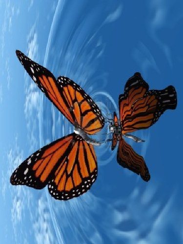 10-interesting-butterfly-facts-my-interesting-facts