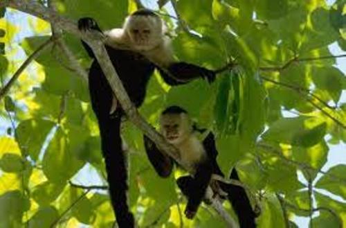 Monkeys In The Tropical Rainforest
