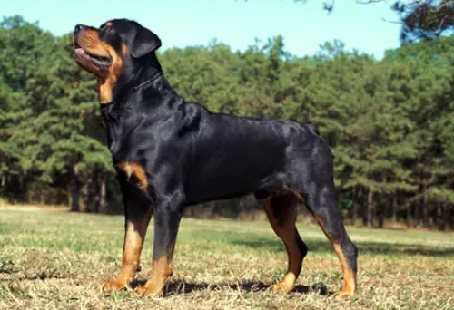 10 Interesting Rottweiler Dog Facts | My Interesting Facts