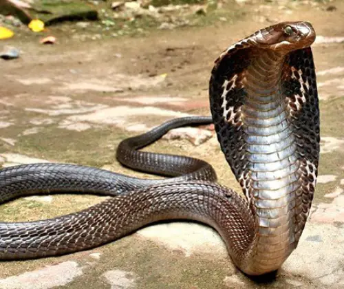 10 Interesting King Cobra Facts | My Interesting Facts