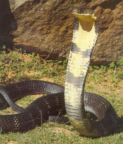 10 Interesting King Cobra Facts | My Interesting Facts