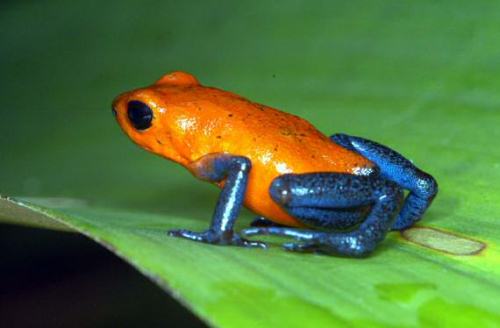 What are some facts about poison dart frogs?