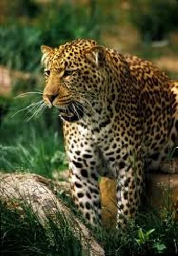 10 Interesting Tropical Rainforest Facts | My Interesting Facts