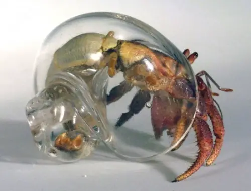 What are hermit crab facts for kids?