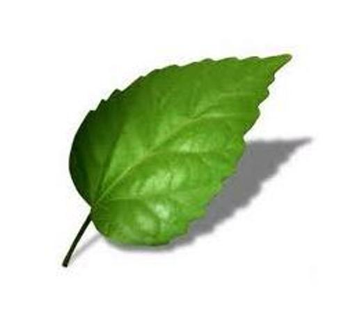 10 Interesting Leaf Facts | My Interesting Facts