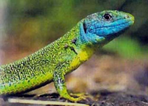 What are some interesting facts about lizards?