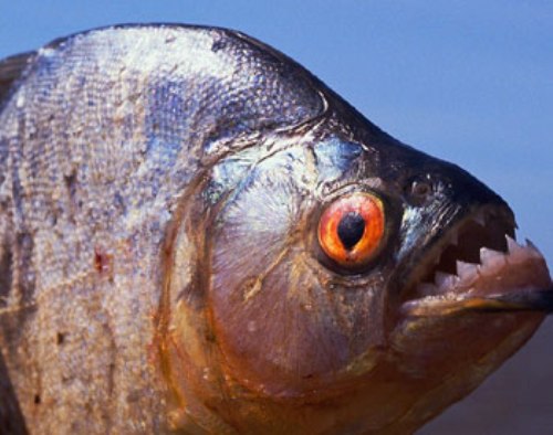 10 Interesting Piranha Facts | My Interesting Facts