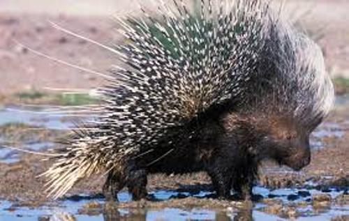 10 Interesting Porcupine Facts | My Interesting Facts