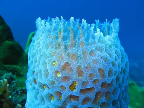 Peta Konsep Avertebrata Porifera Examples With Names - vrogue.co
