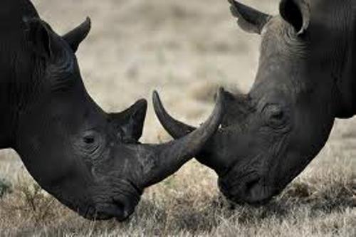 Black Rhinos Interesting Facts 99