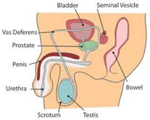Male Sex Organs Diagram 59