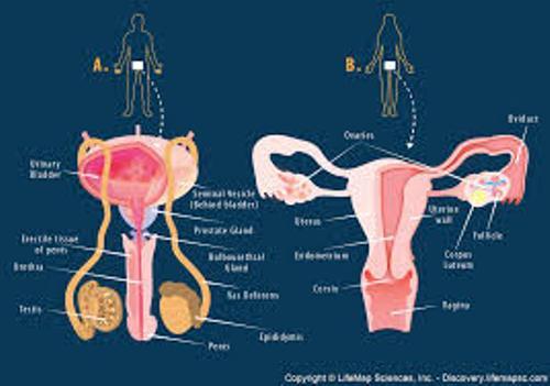 10 Interesting Reproductive System Facts | My Interesting Facts