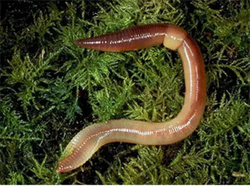 How do segmented worms reproduce?