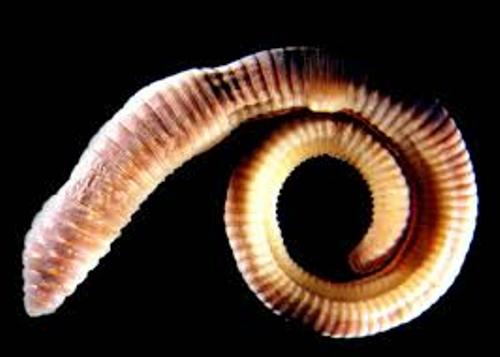 How do segmented worms reproduce?