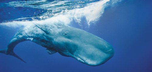 Information on the sperm whale