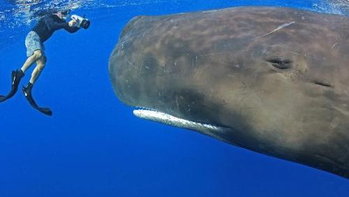 Pictures of sperm whale environment