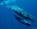 whale interesting behaviors Sperm
