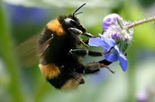 What are some facts about bumblebees?