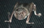 10 Interesting Bat Facts