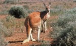 10 Interesting Kangaroo Facts