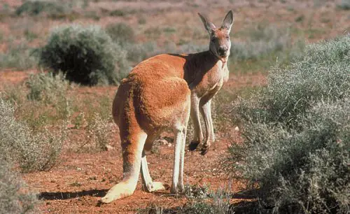 A Red Kangaroo