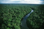 10 Interesting Amazon Rainforest Facts