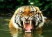10 Interesting Tiger Facts