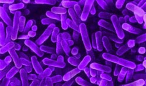 Bacteria in Purple