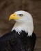 10 Interesting Eagle Facts