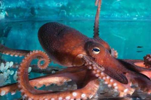 Big Octopus
