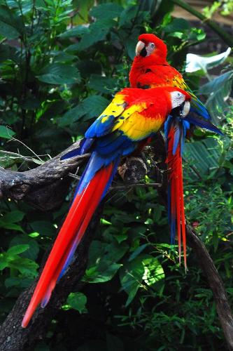 Bird in Amazon Rainforest