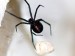 10 Interesting Black Widow Facts