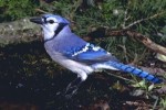 10 Interesting Blue Jay Facts
