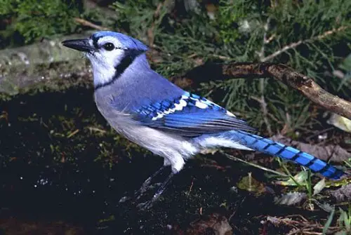 Blue Jay facts