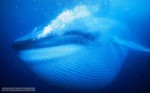 10 Interesting Blue Whale facts