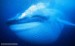 10 Interesting Blue Whale facts