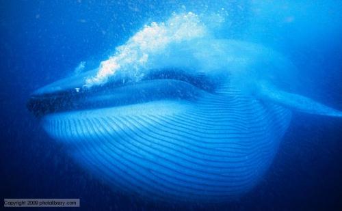 Blue Whale swimming
