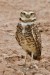 10 Interesting Burrowing Owl Facts