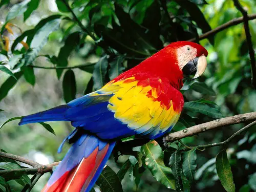 Colorful Scarlet Macaw
