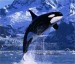 10 Interesting Killer Whale Facts