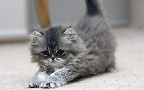 Cute Kitten