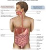 10 Interesting Digestive System Facts