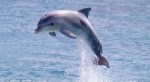 10 Interesting Dolphin Facts