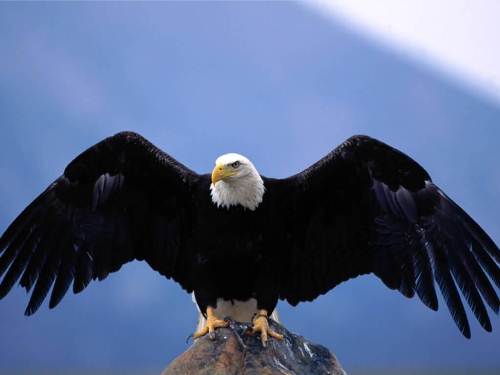 Eagle's Wing Span