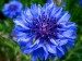 10 Interesting Flower Facts