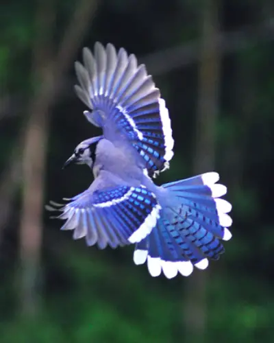 10 Interesting Blue Jay Facts - My Interesting Facts