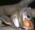 10 Interesting Flying Squirrel Facts