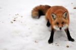 10 Interesting Fox Facts